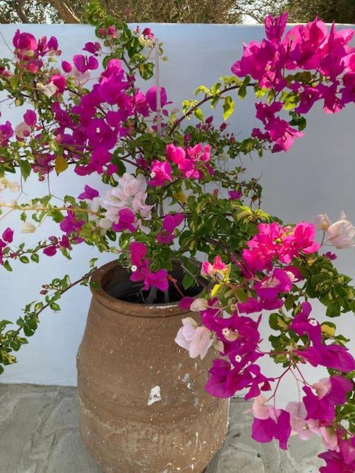 Villa Louloudia Stylish Luxury Villa With Private Pool ピツイディア エクステリア 写真